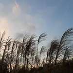 Mazurska Niezapominajka
