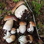 Casa de Férias Mazurska Niezapominajka