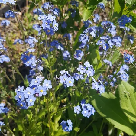 Mazurska Niezapominajka