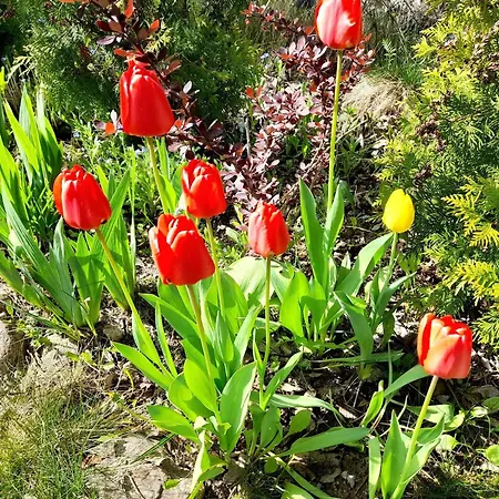 Mazurska Niezapominajka * Sajzy